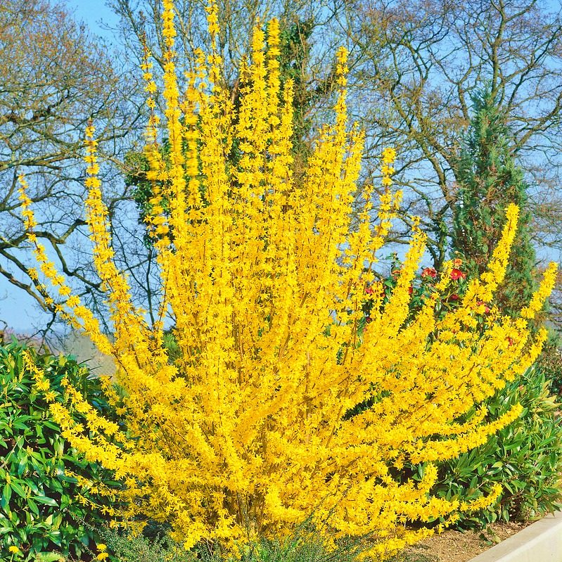 Forsycja Pośrednia Lynwood Gold P9