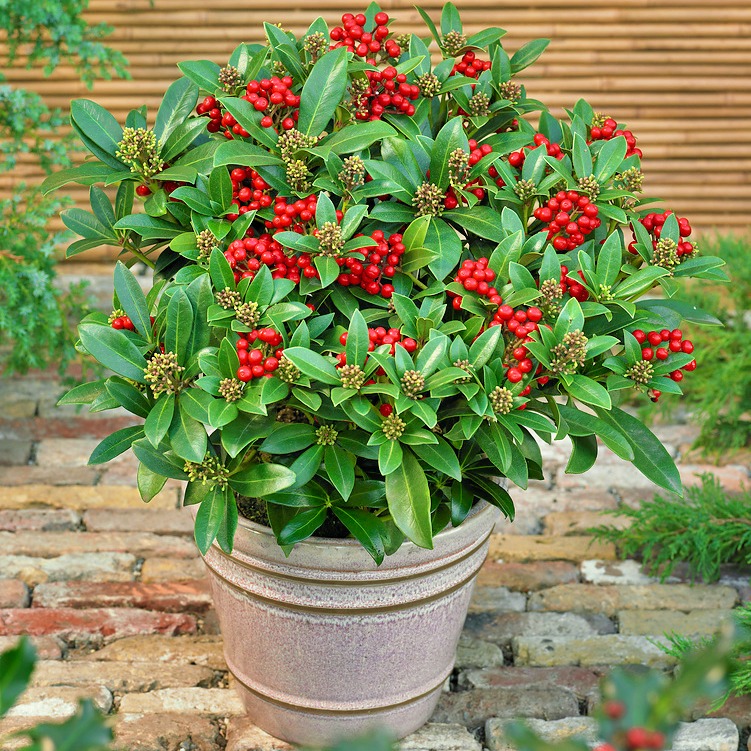 Skimmia Japońska Temptation P23