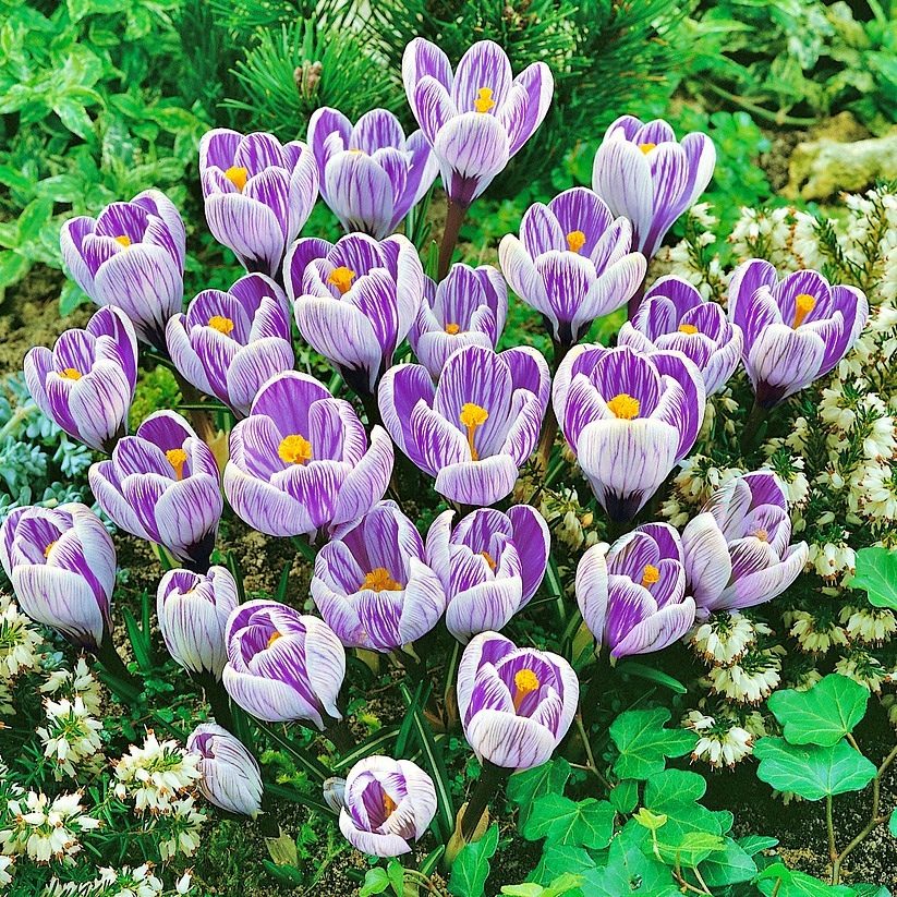 Krokus  Wiosenny Paskowany P7