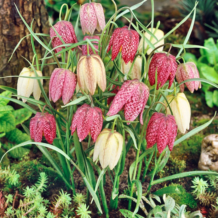 Fritillaria Meleagris P10