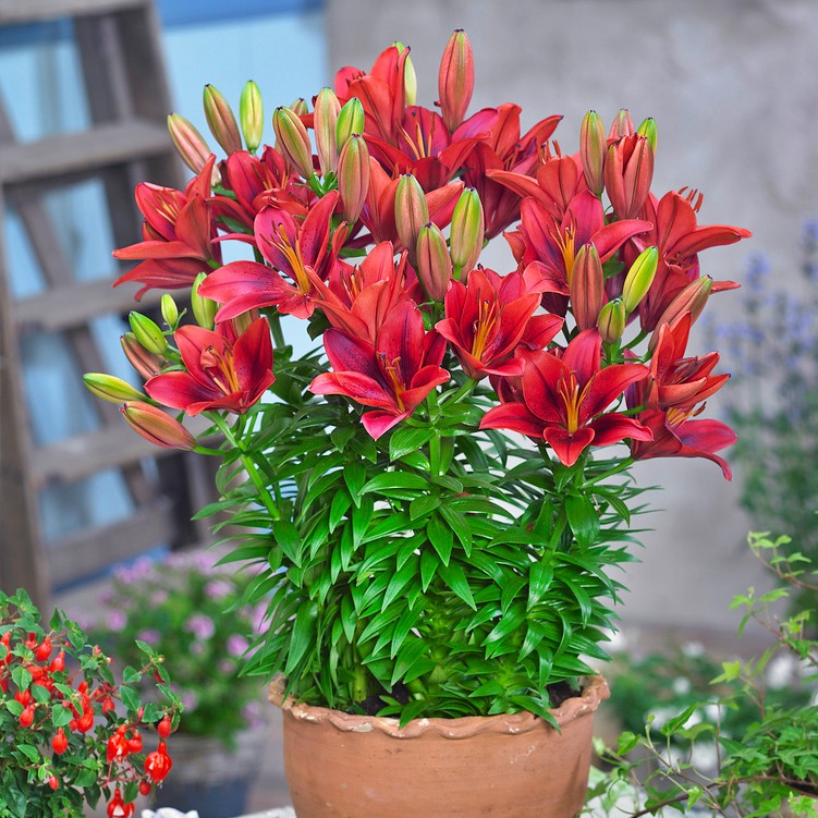 Lilia Tiny Rocket P15