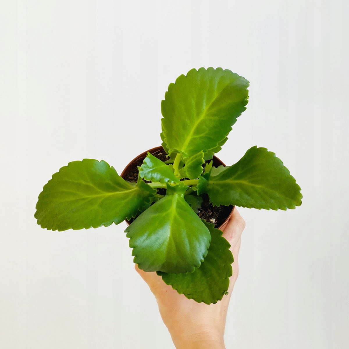 Kalanchoe Daigremontiana P12