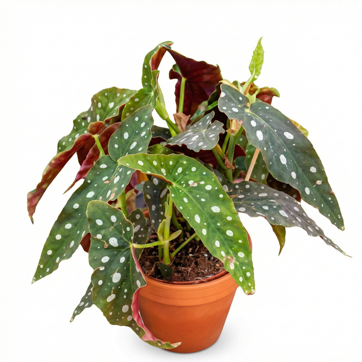 Begonia Koralowa P13