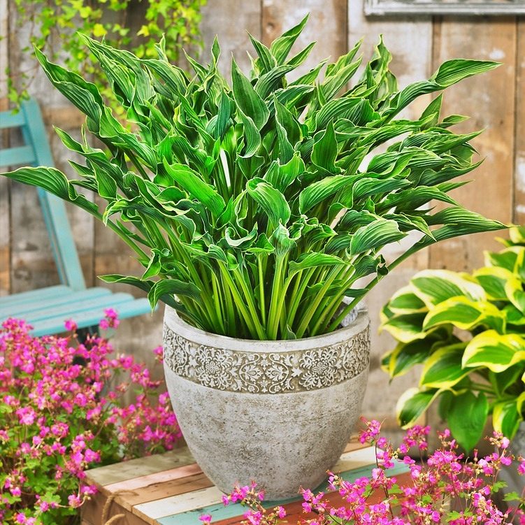 Hosta Praying Hands P14