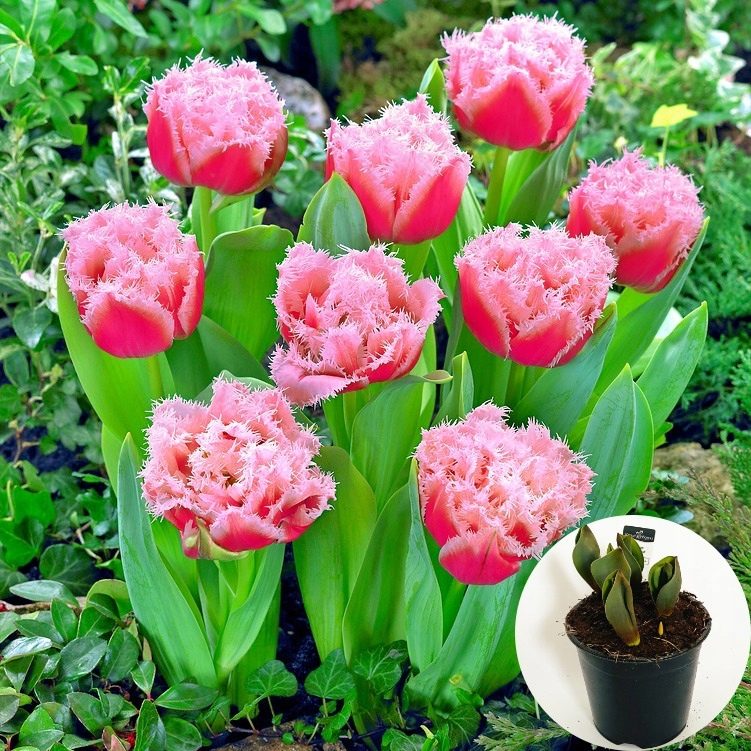 Tulipan Queensland P14