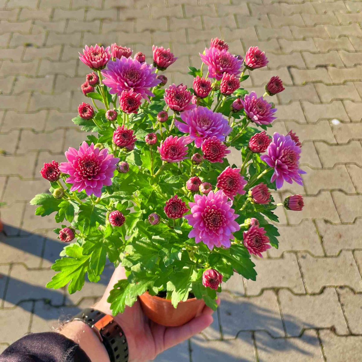 Chryzantema Jasny  Róż Pełna P10.5