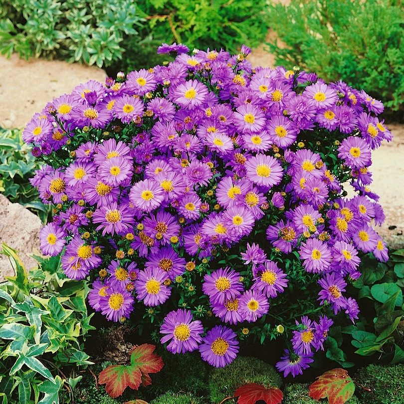 Aster Nowobelgijski Krzaczasty Island Samoa P12