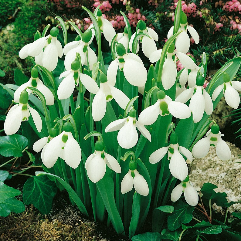 Galanthus Nivalis P9