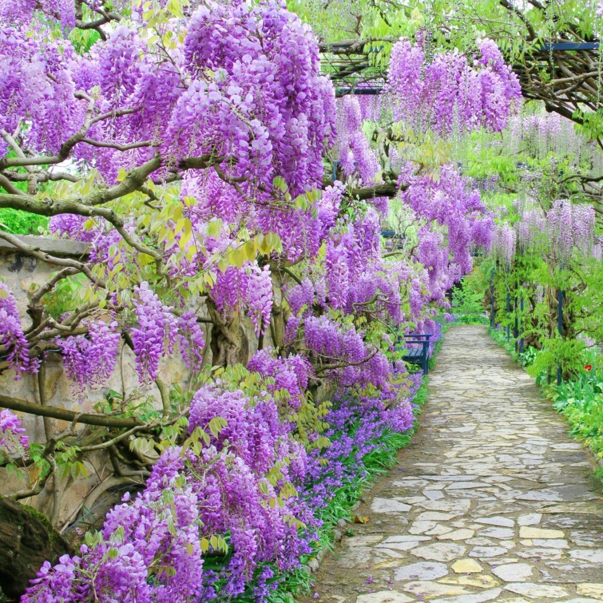 Wisteria Jasnofioletowa P17