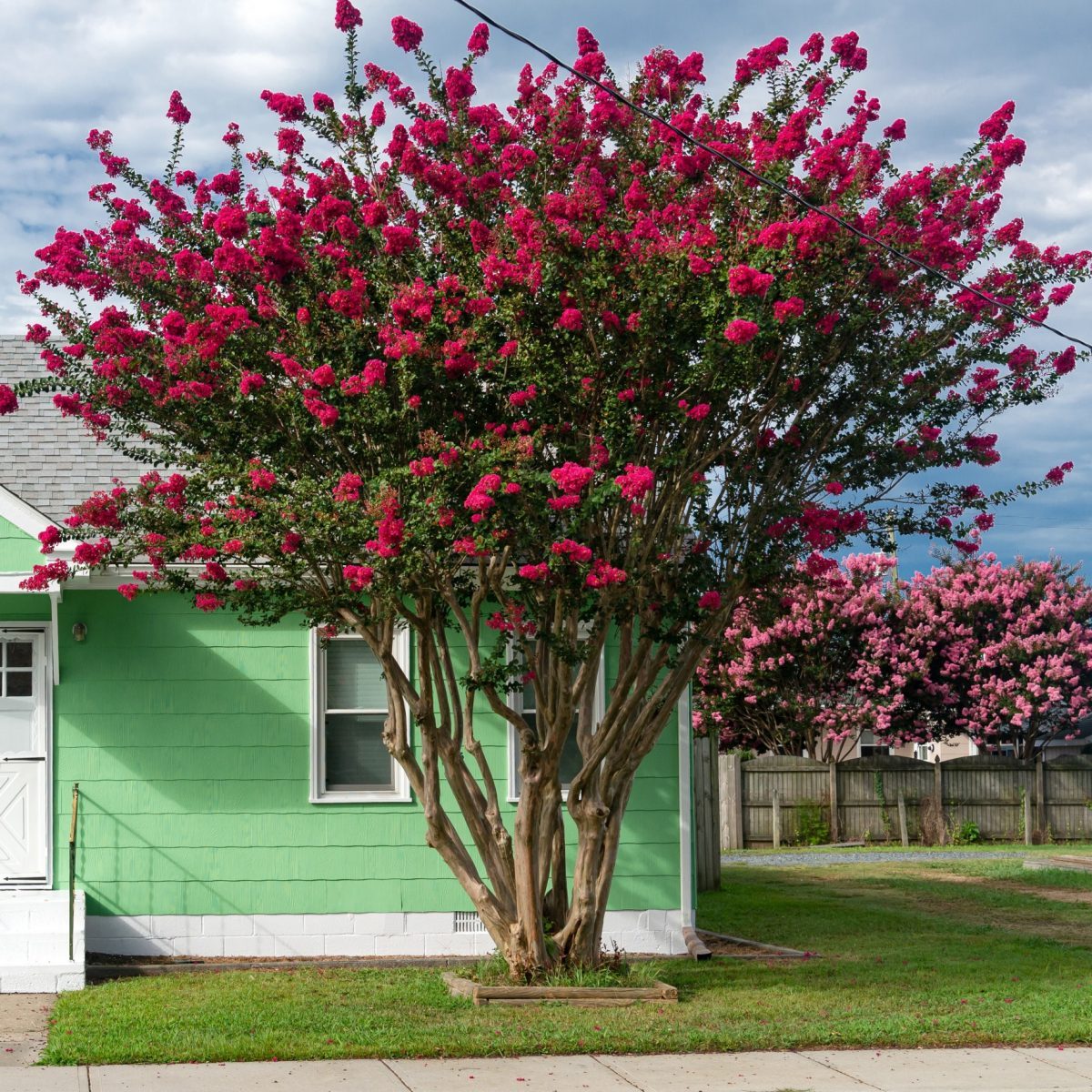 Lagerostroemia Indyjska Red Hot