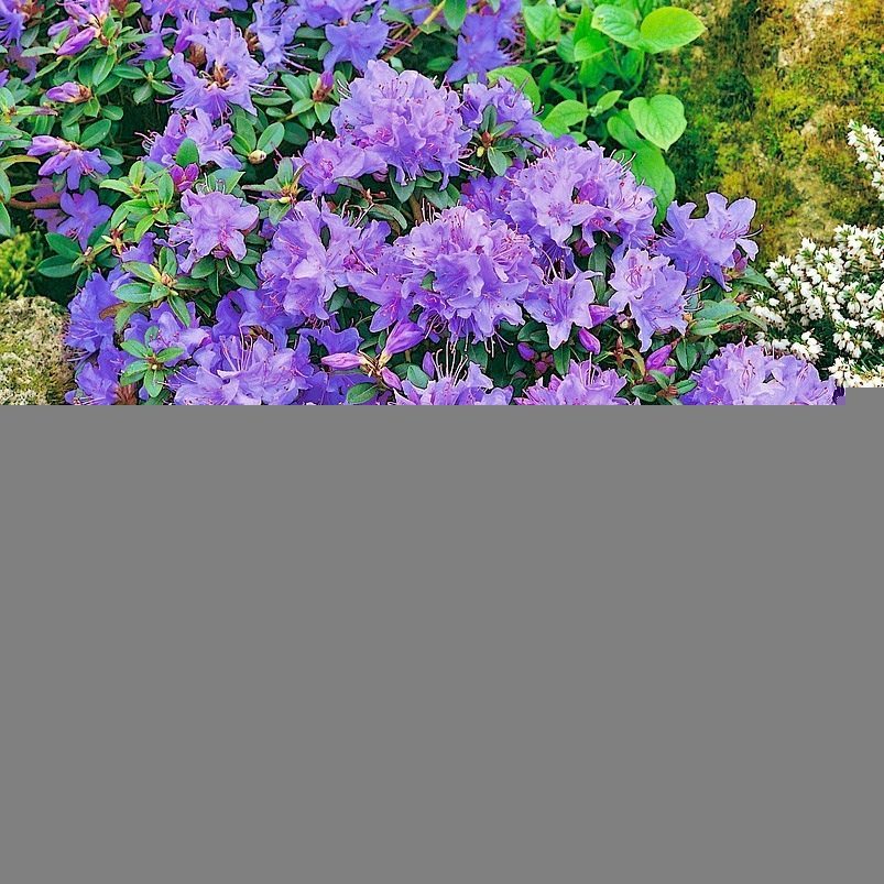 Rhododendron Blue Tit P19