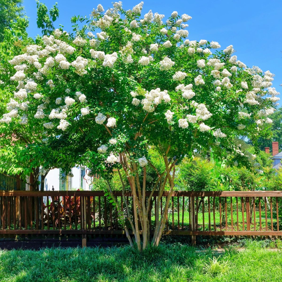 Lagerostroemia Indyjska Pure White