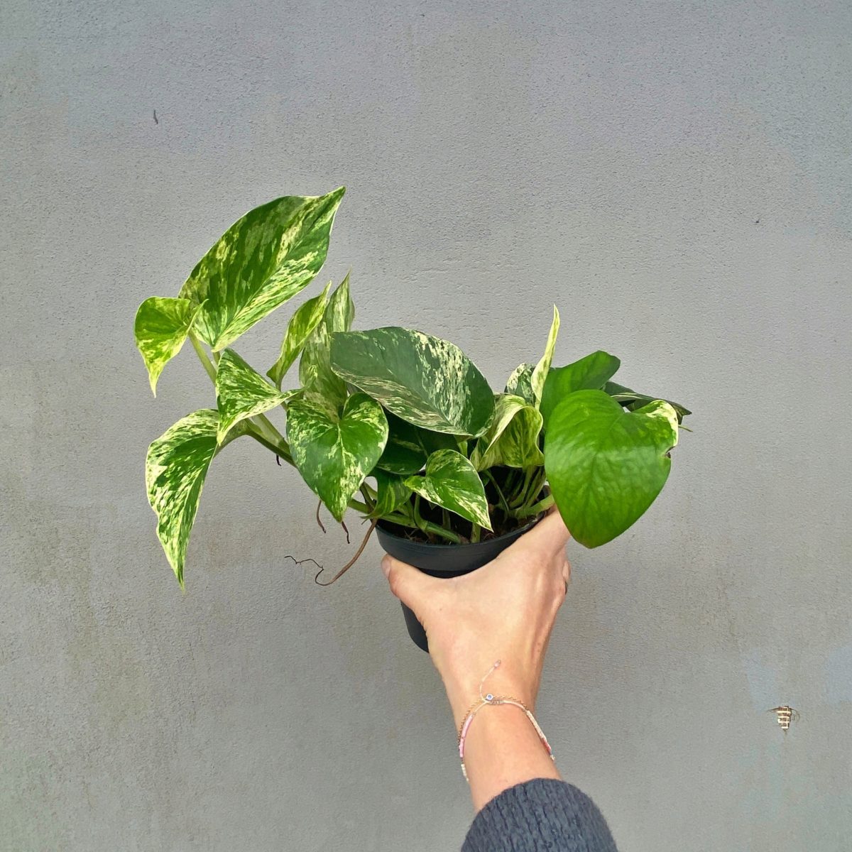 Epipremnum Marble Queen P12