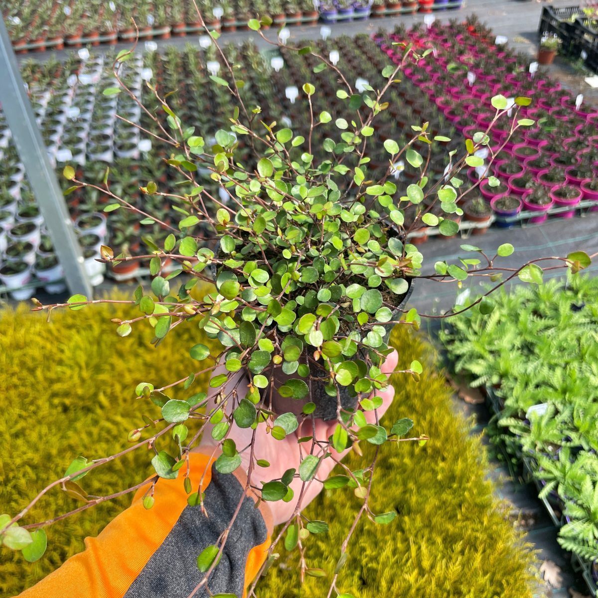 Muehlenbeckia Sealand compact P12