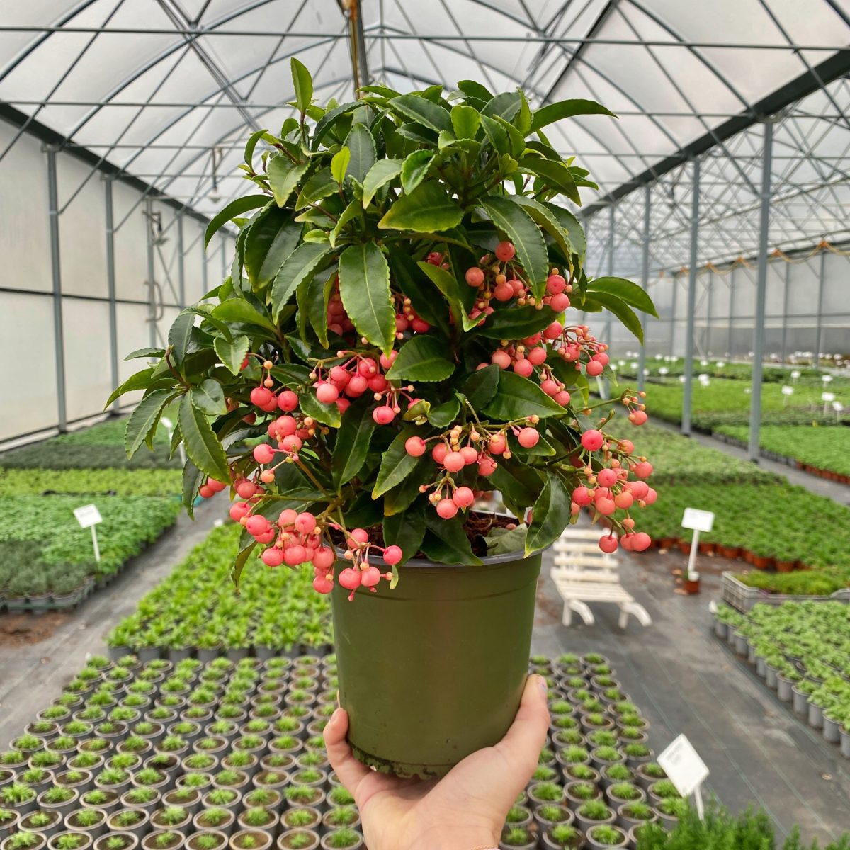 Ardisia Crenata Różowa P14