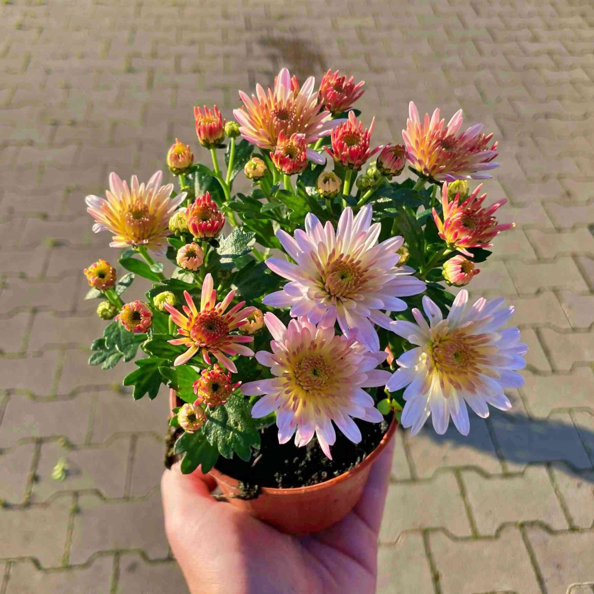 Chryzantema Pastelowa Pełna P10.5