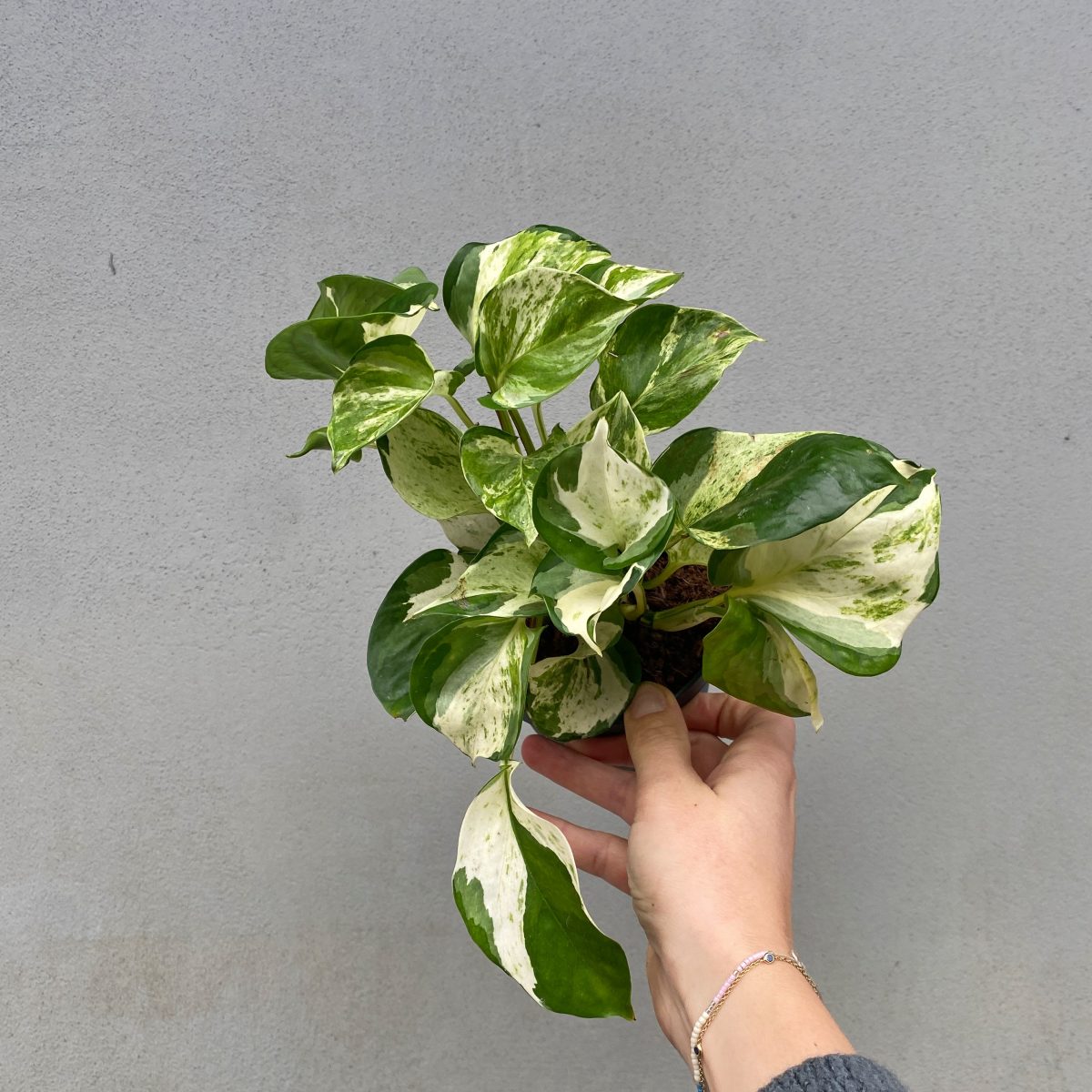 Epipremnum Happy Leaf P12