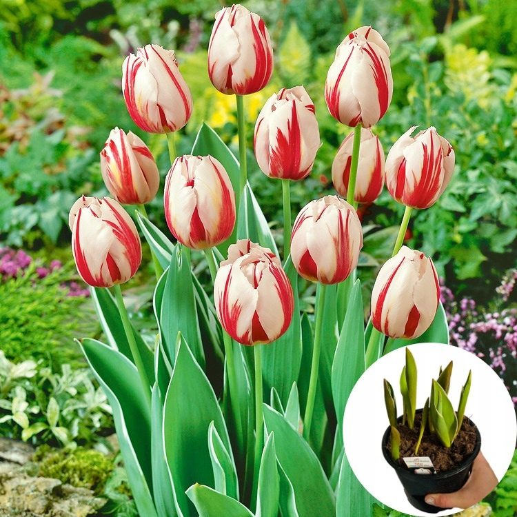 Tulipan Happy Generation P14