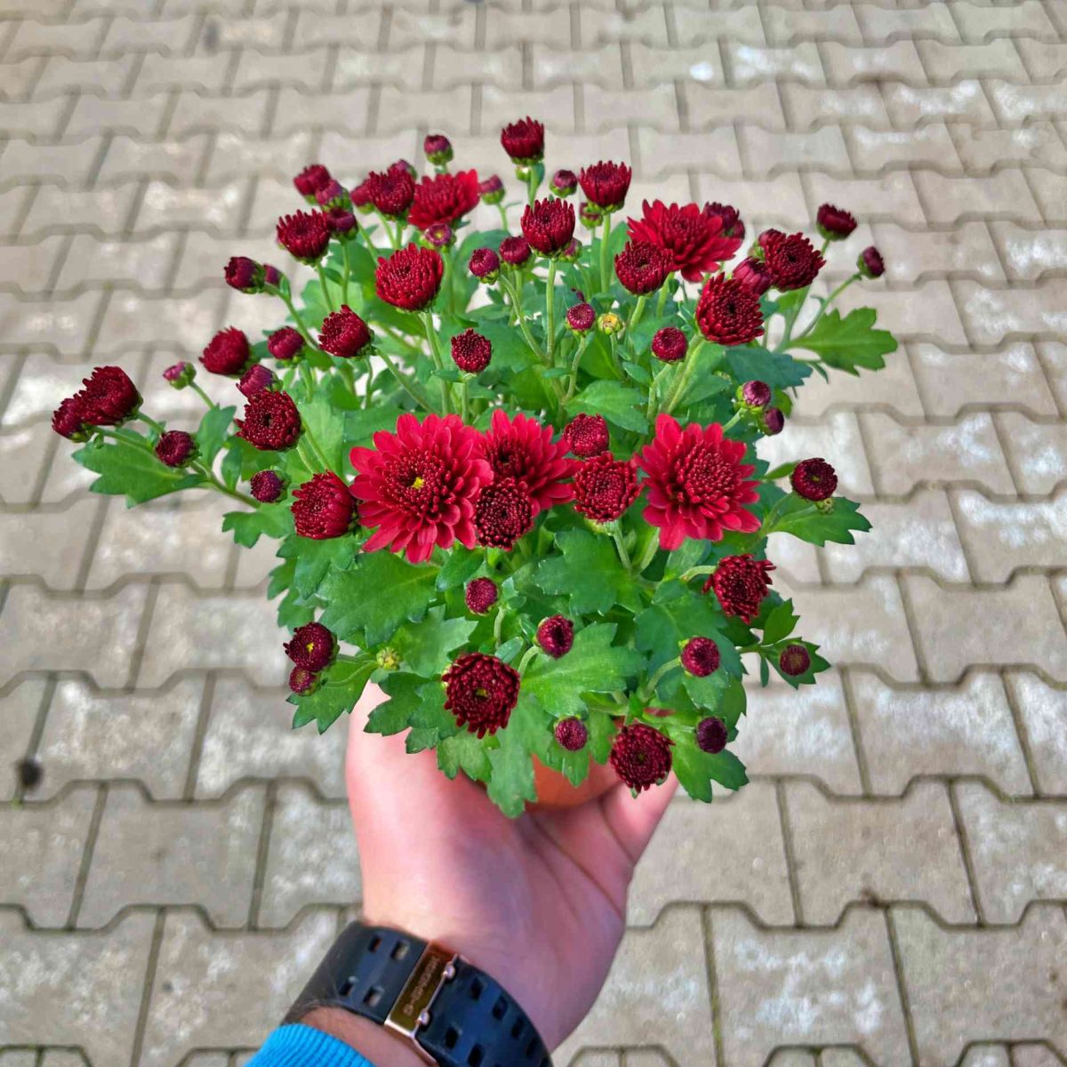 Chryzantema Bordowa Pełna P10,5