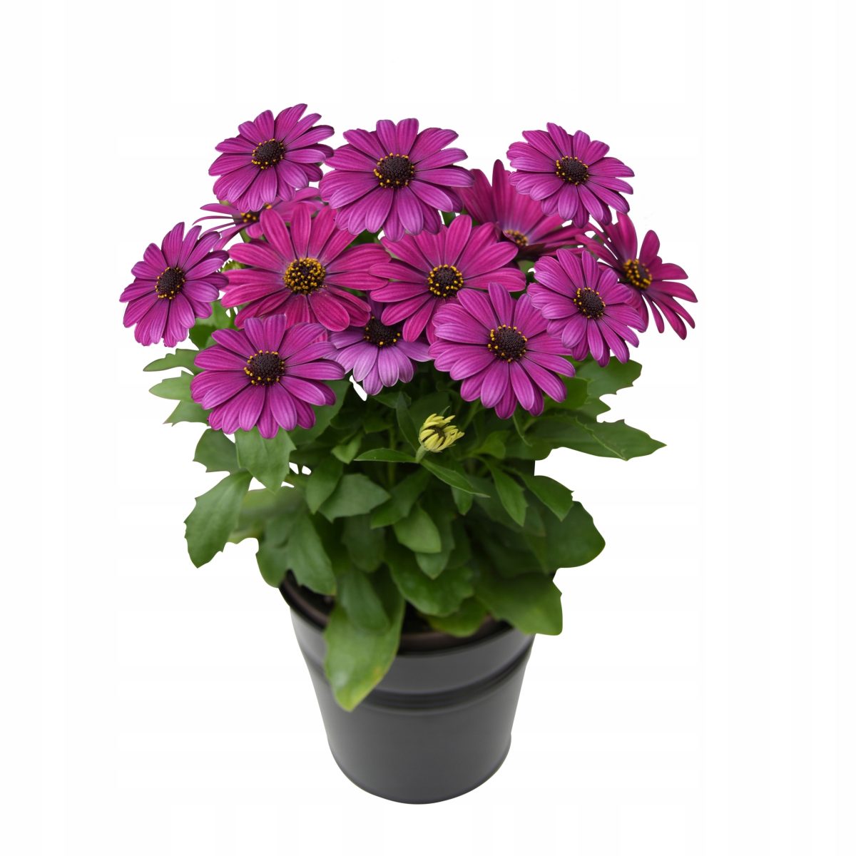 Osteospermum ecklonis Akila Purple P12