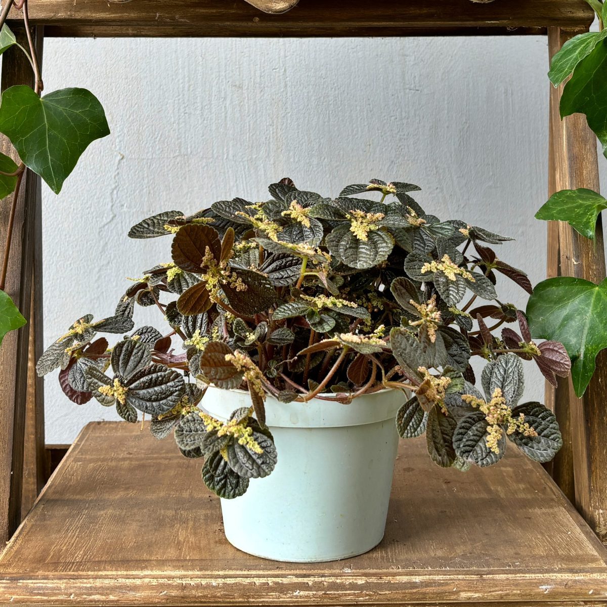 Pilea Peruwiańska P12