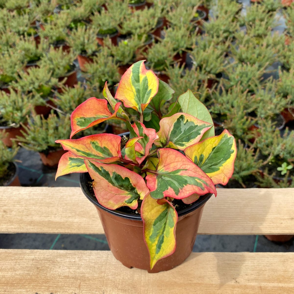 Houttuynia cordata Chameleon P14