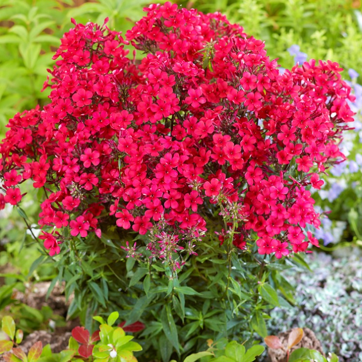 Floks Wiechowaty Flame Red P12