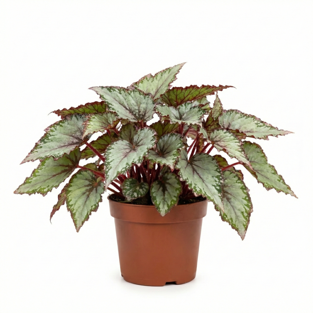 Begonia Tundra P13
