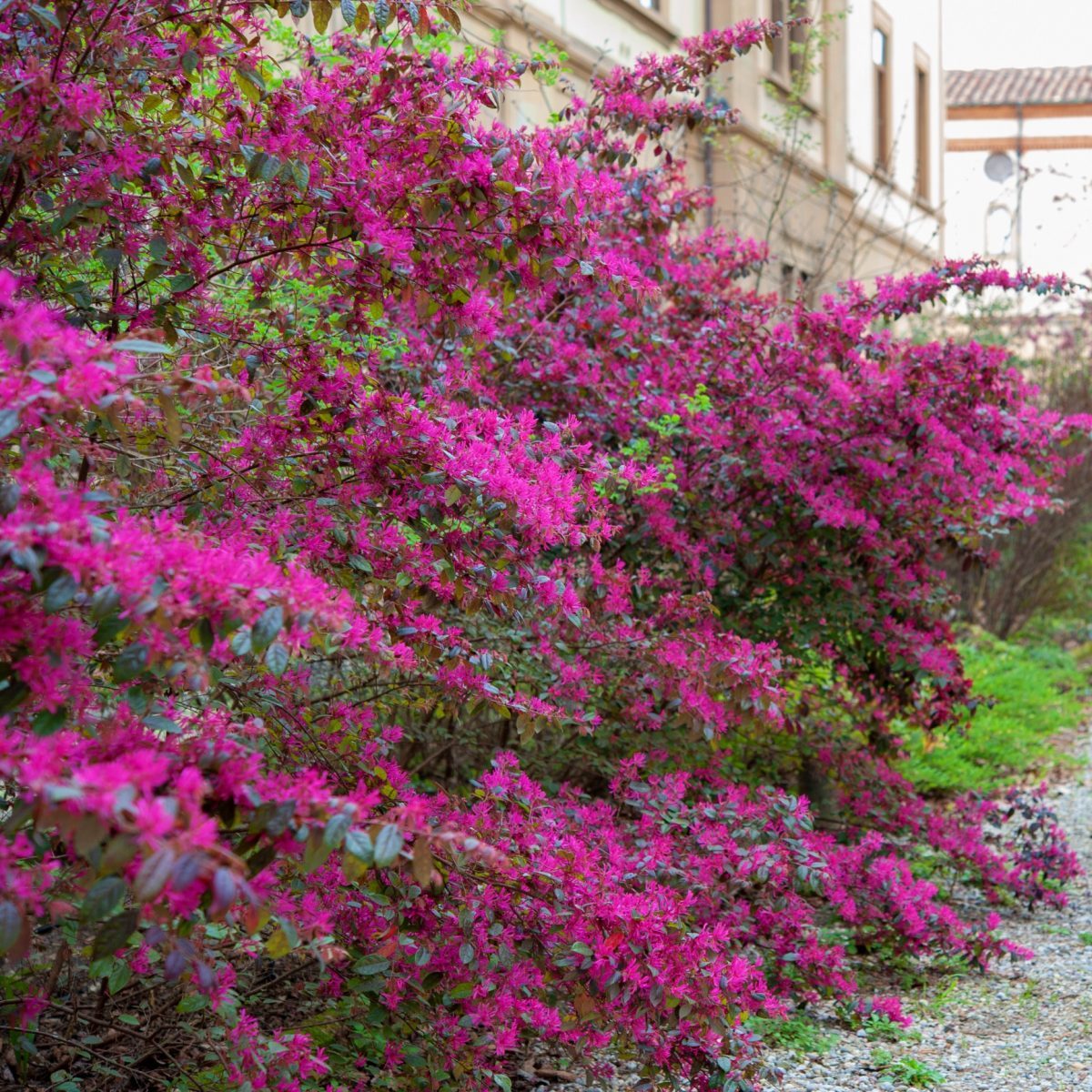 Loropetalum Chinense 'Fire Dance' P17