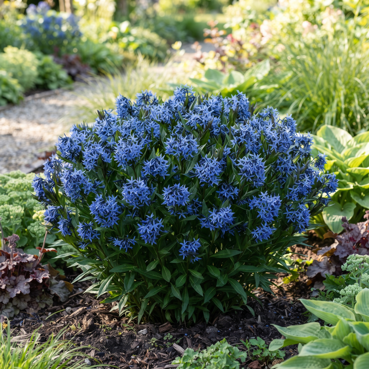 Amsonia Blue Ice P14