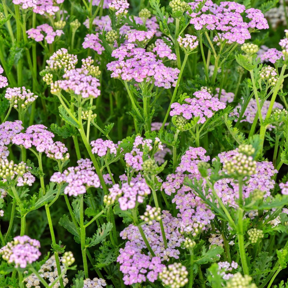 Krwawnik Lilac Beauty P12