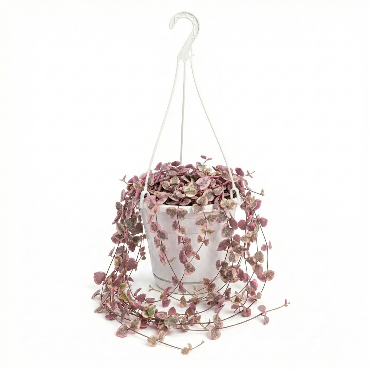 Ceropegia Woodii Variegata Pink P15