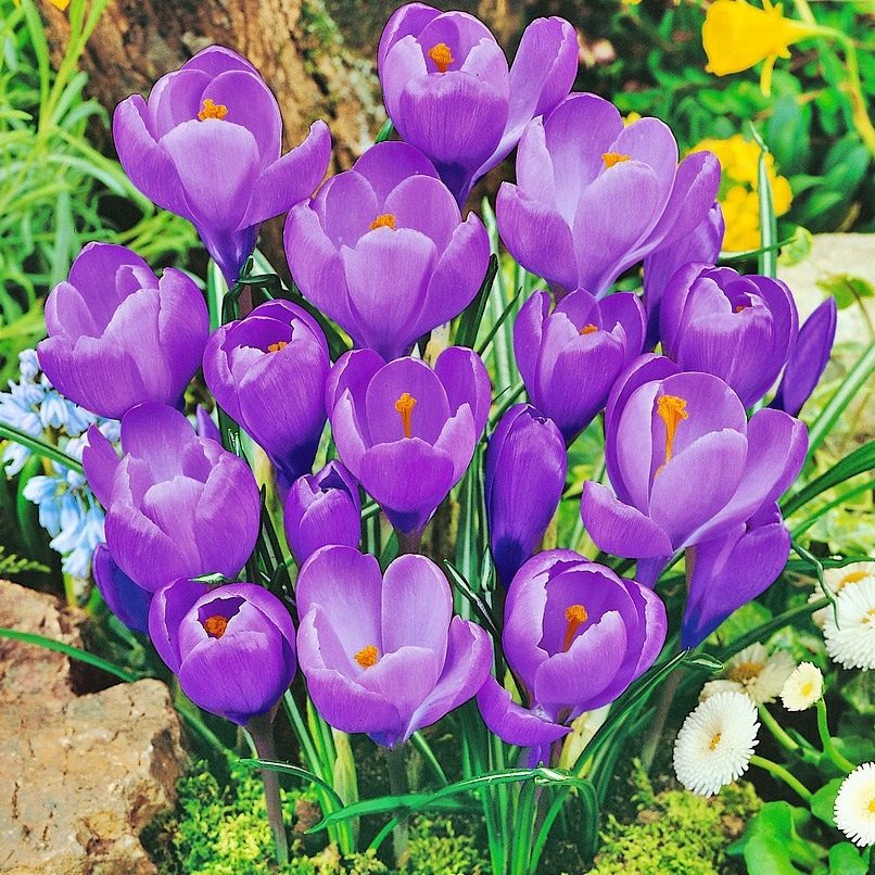 Krokus Wiosenny Niebieski P7