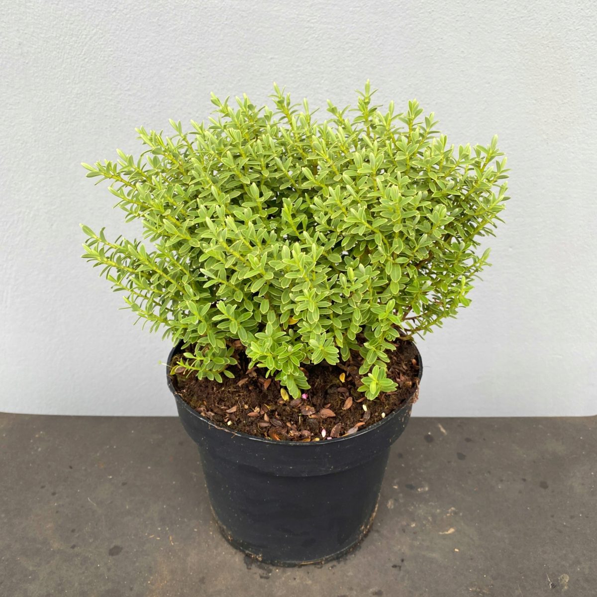 Hebe Veronica P17