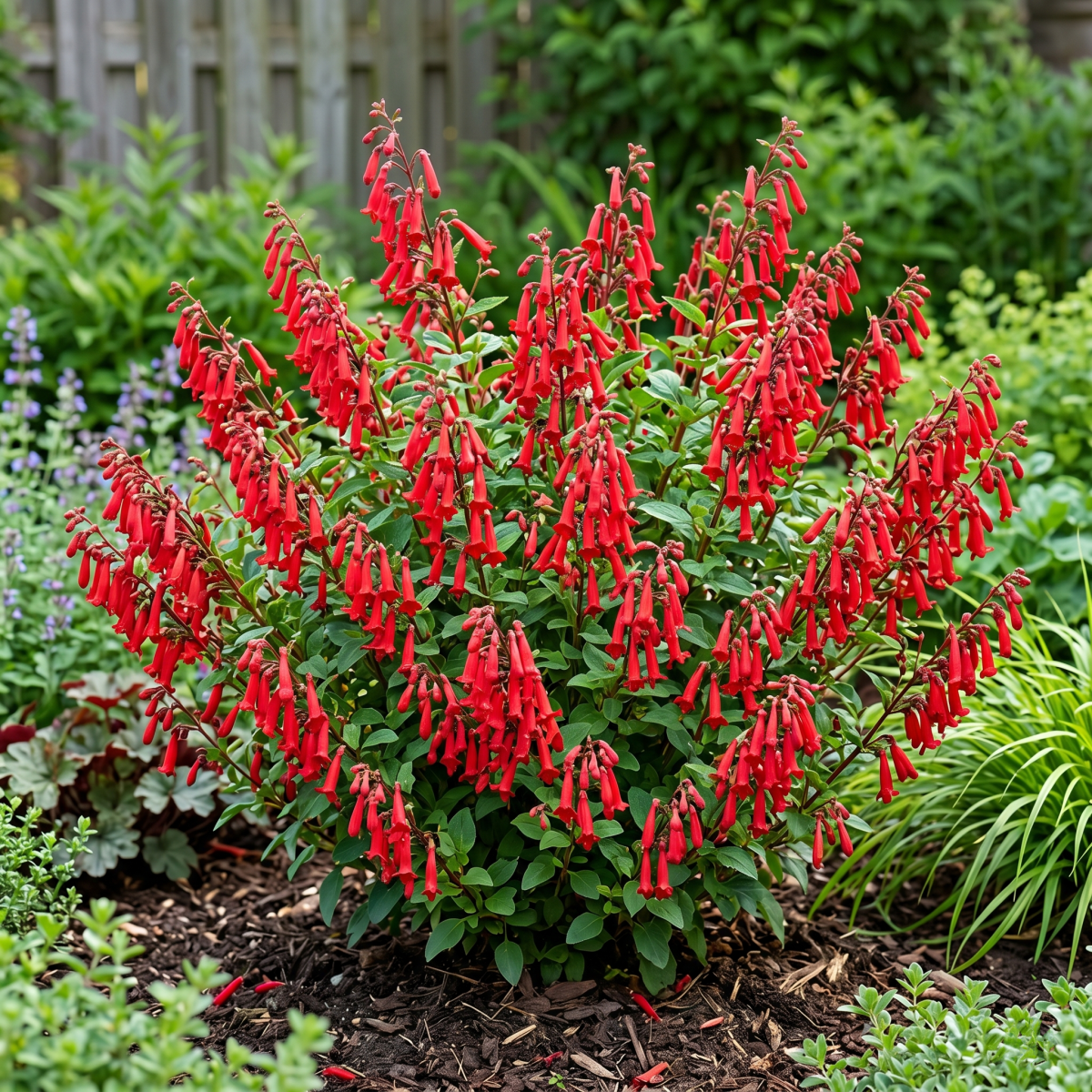Phygelius capensis Candy Drops Red P14
