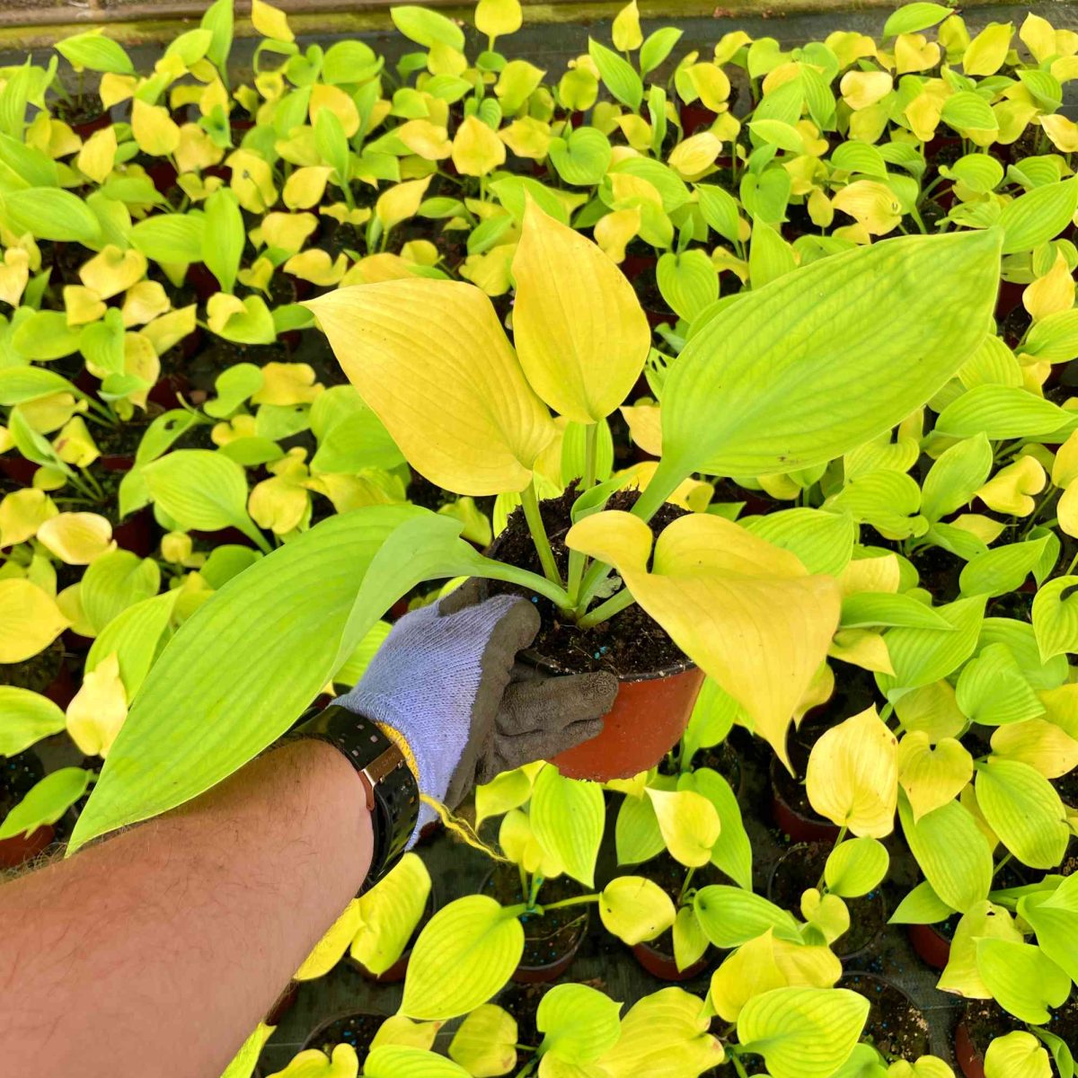 Funkia Hosta Sum & Substance P14