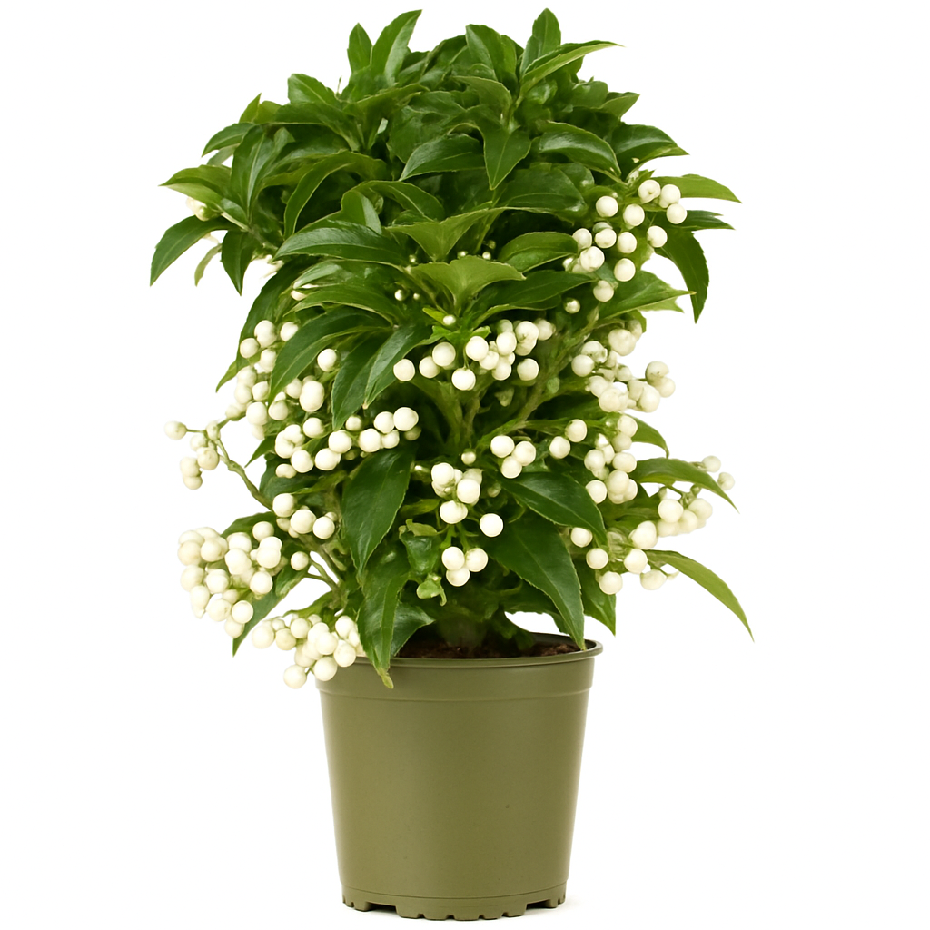 Ardisia Crenata Alba P14