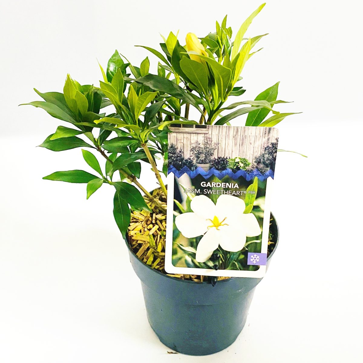 Gardenia Jaśminowata P15