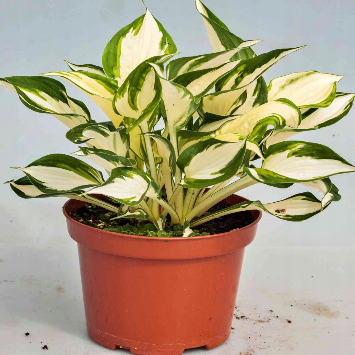 Funkia Hosta Fire & Ice P14
