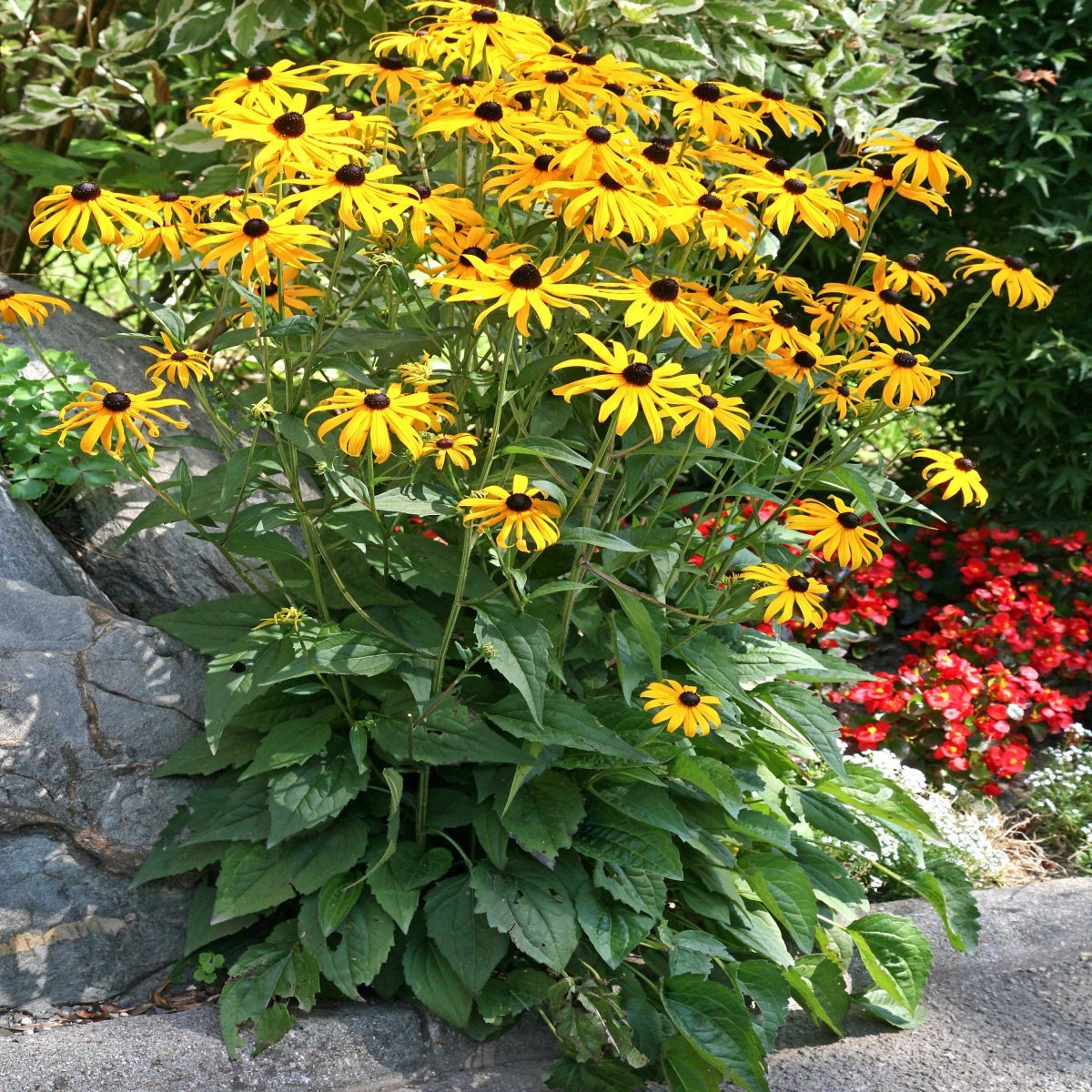 Rudbeckia Błyskotliwa Goldsturm P9