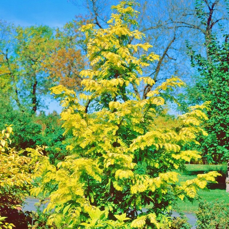 Metasekwoja Chińska Goldrush P17