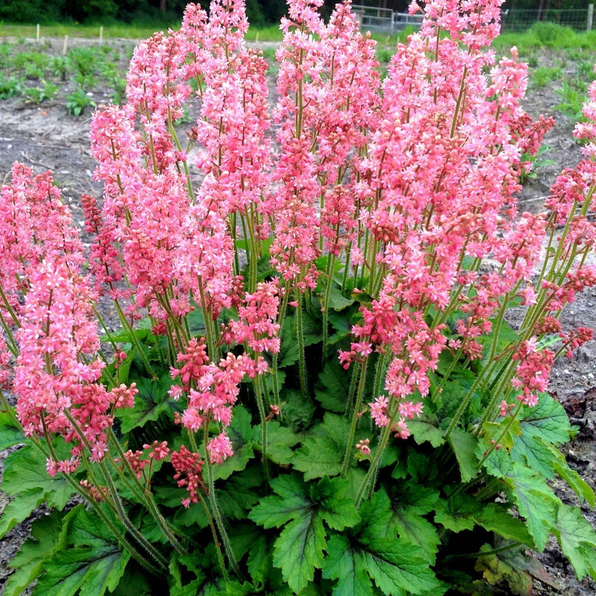 Żuraweczka Pink Revolution P14
