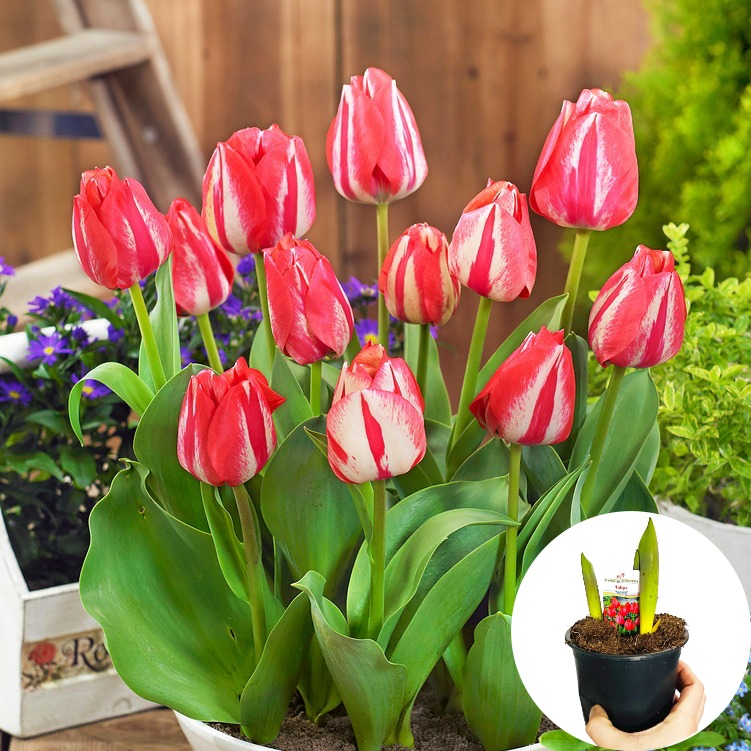 Tulipan Spryng P12