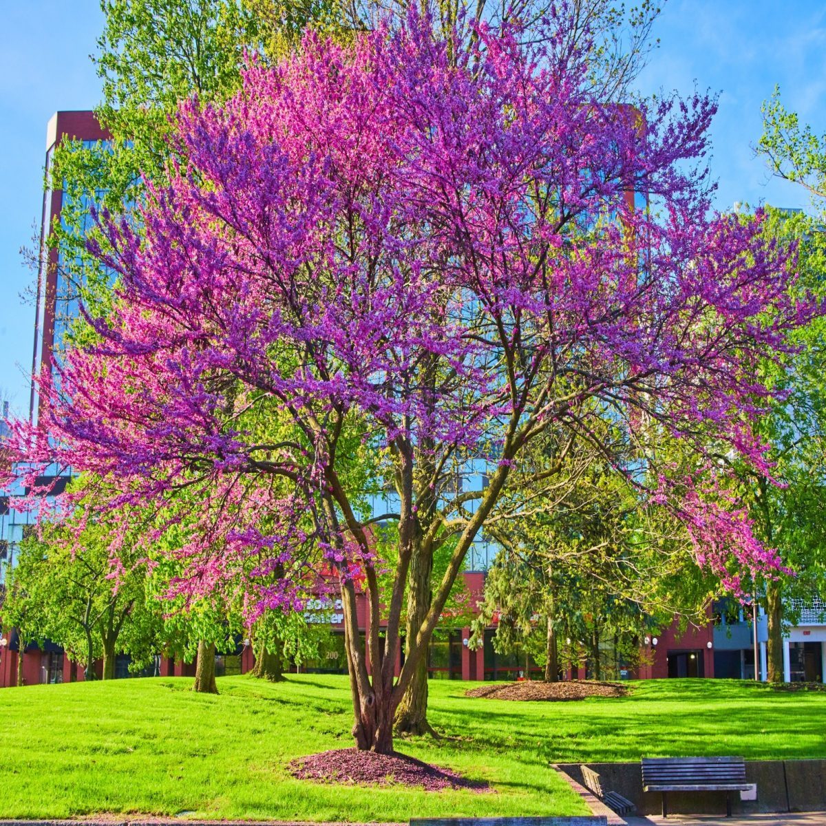 Lagerostroemia Indyjska Lavender Lace