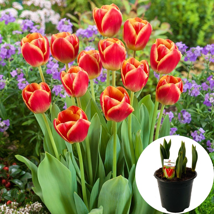 Tulipan Candy Corner P14