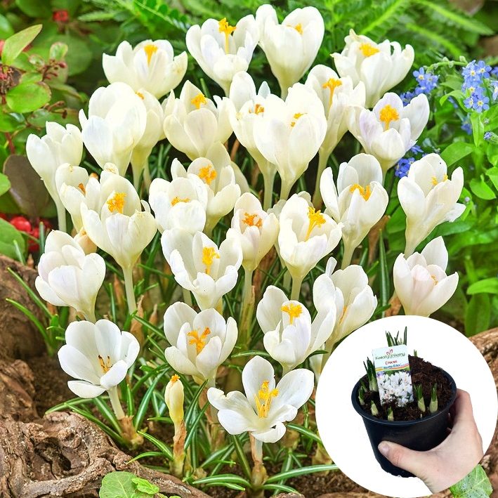 Krokus Biały P12