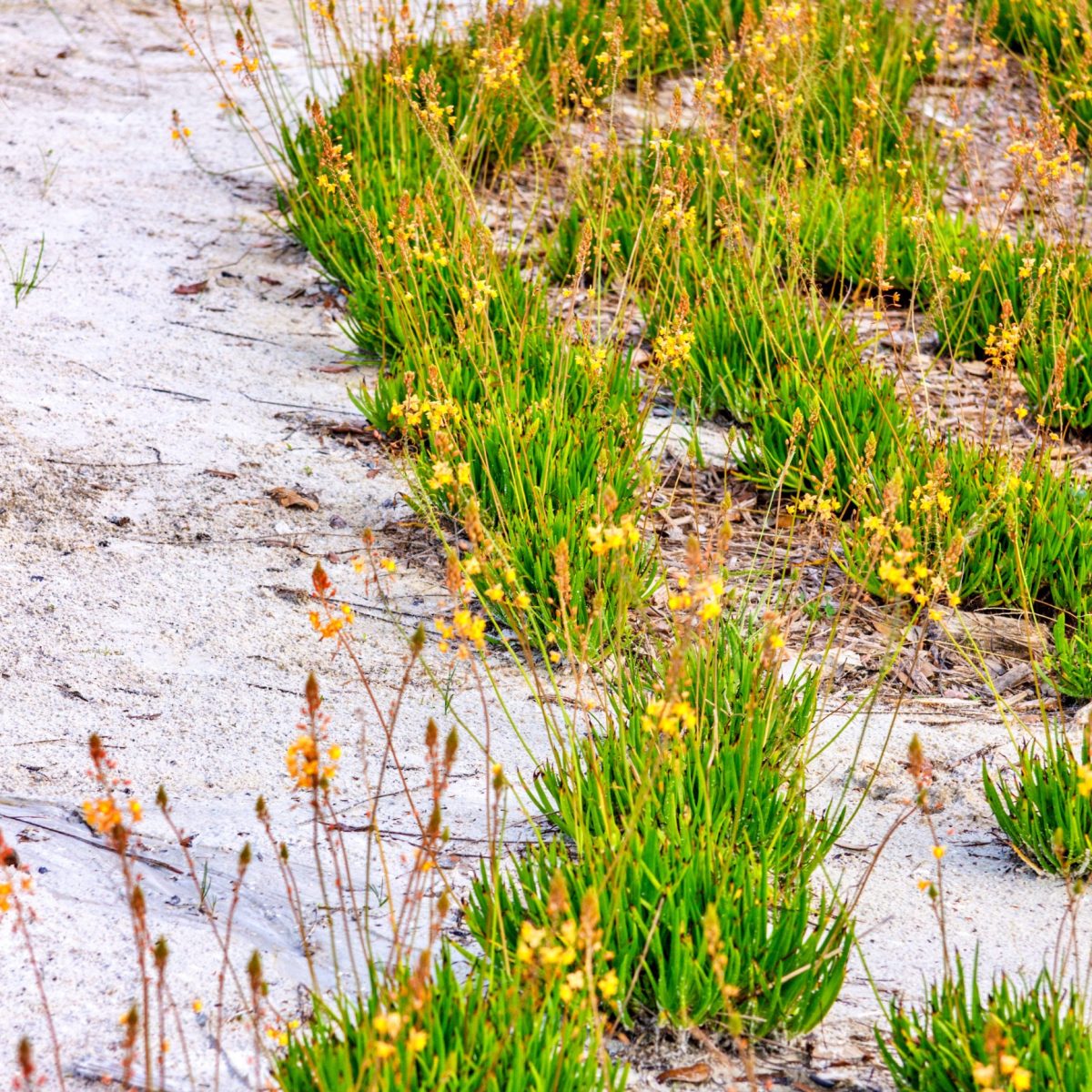 Bulbine krzewiasta P12