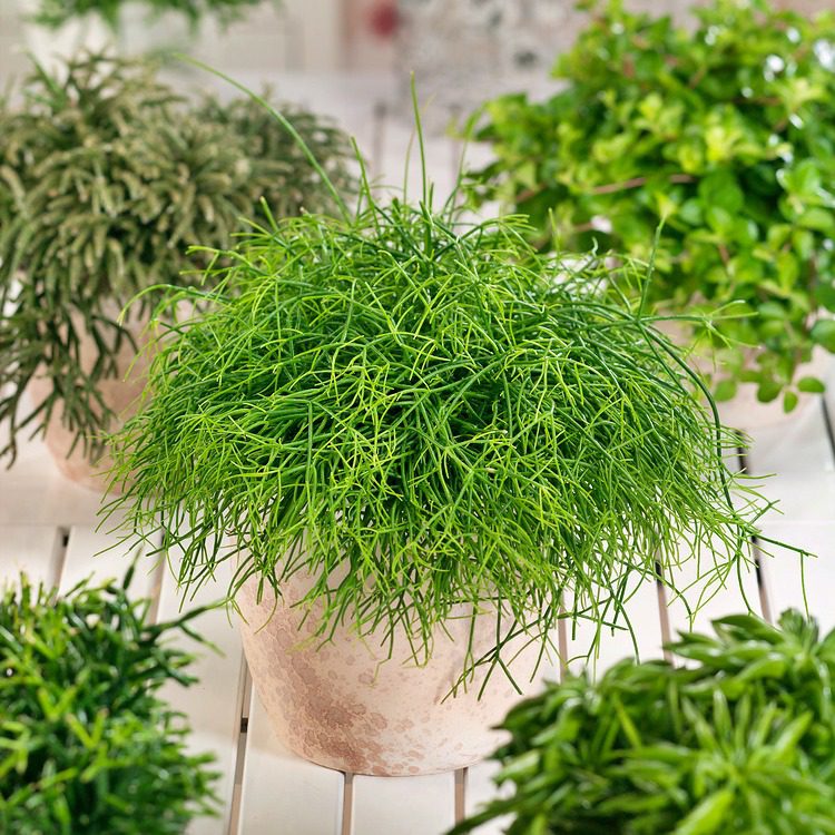 Rhipsalis Cassutha P13