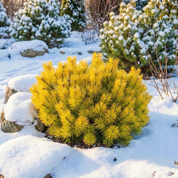 Sosna Winter Gold P19