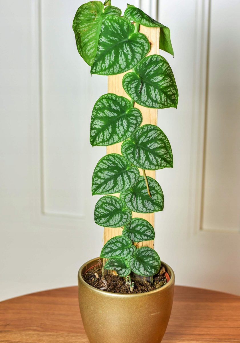 Monstera Dubia P14